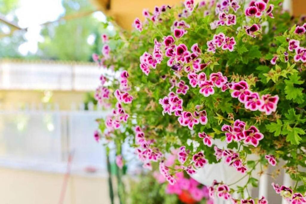 Dolci Sogni Romani Senza Scale O Barriere Exterior foto